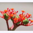 Jatropha podagrica