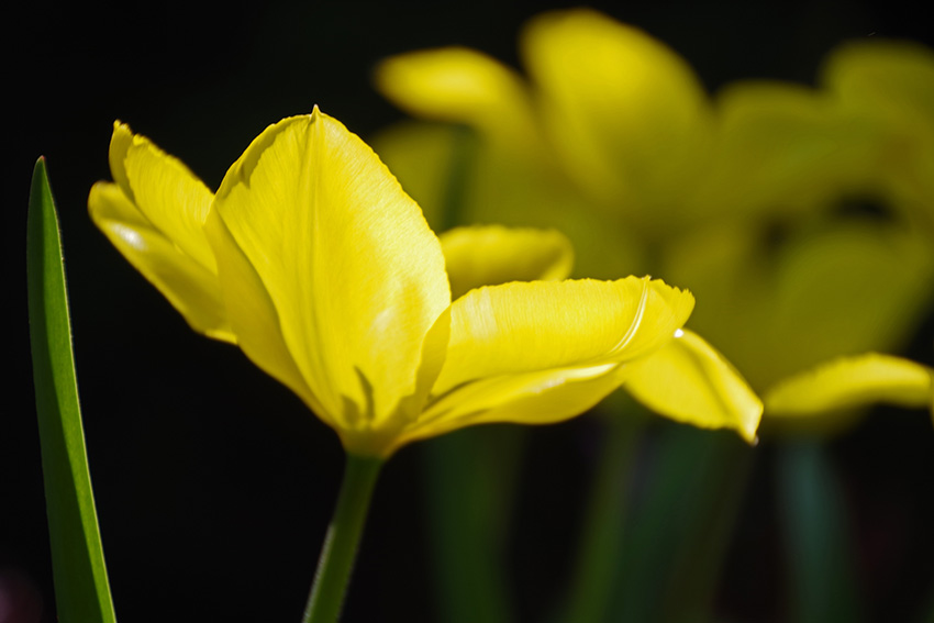 jaune