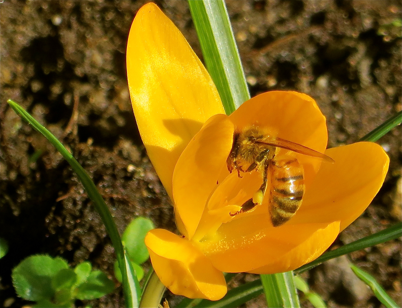 ...jaune !!!...