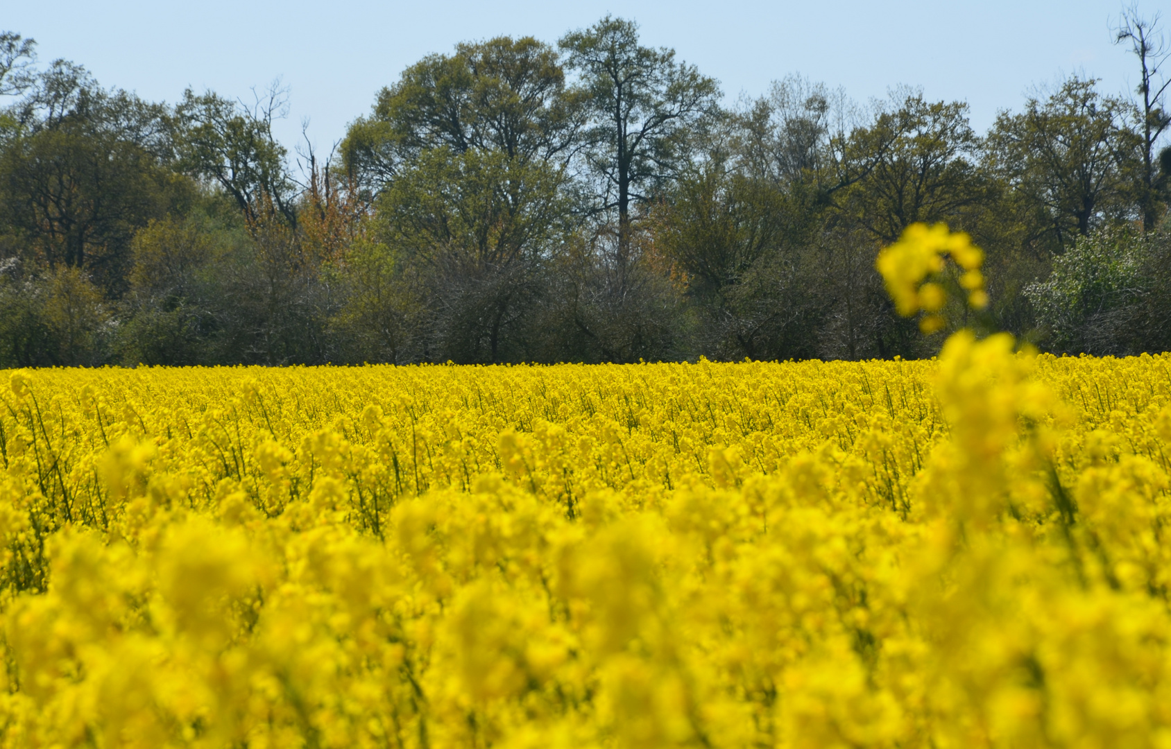 Jaune