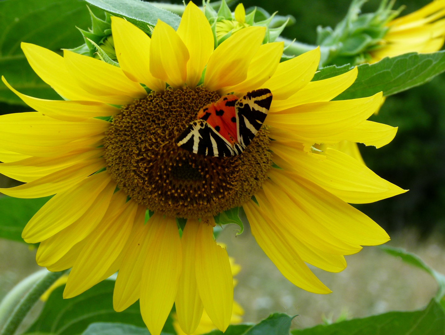 jaune photo et image animations photographiques jaune photo et image animations photographiques
