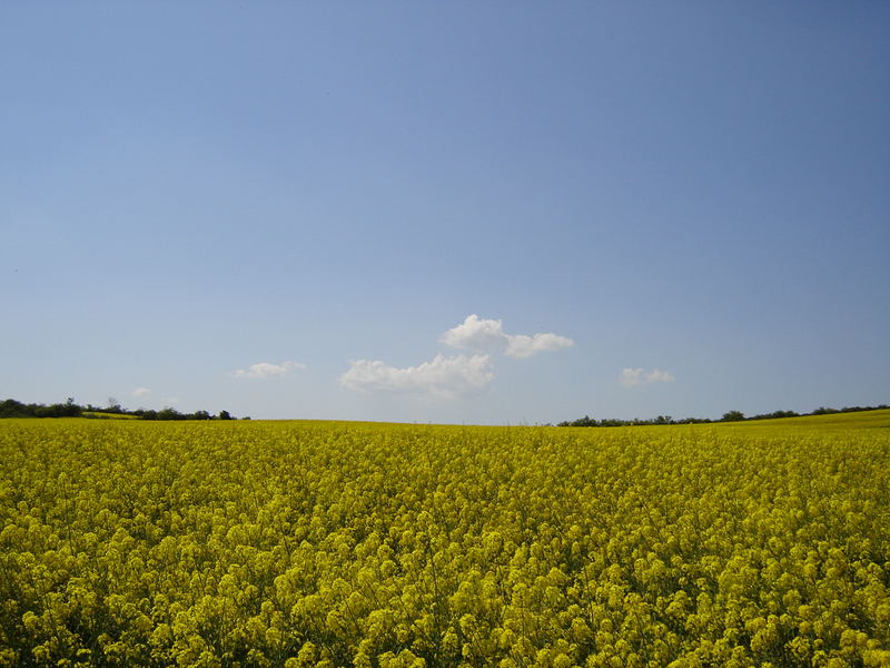 jaune!