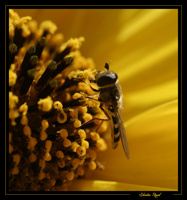 jaune