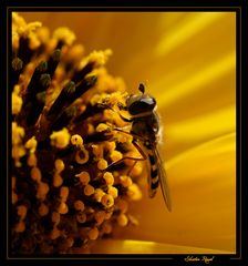 jaune