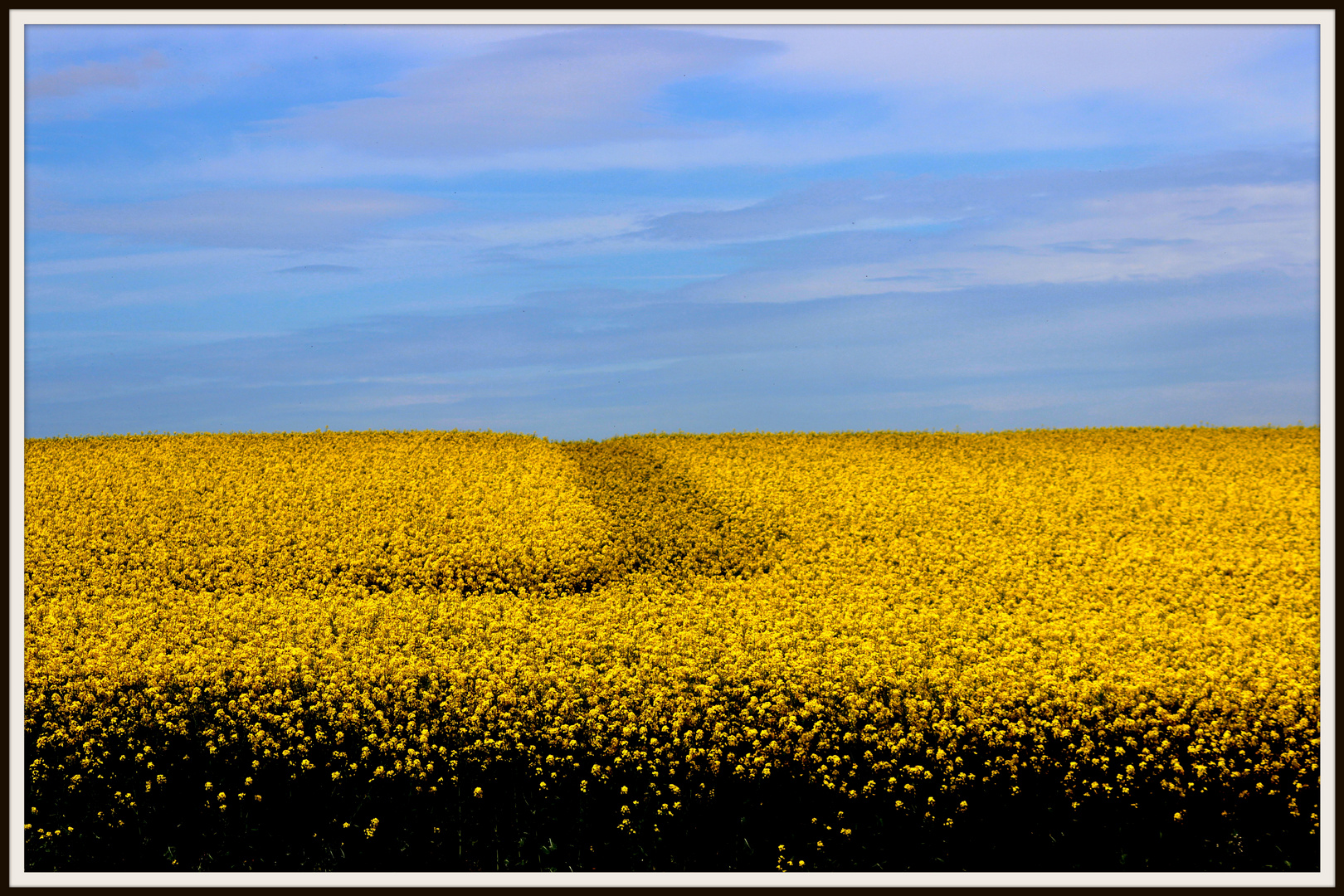 jaune