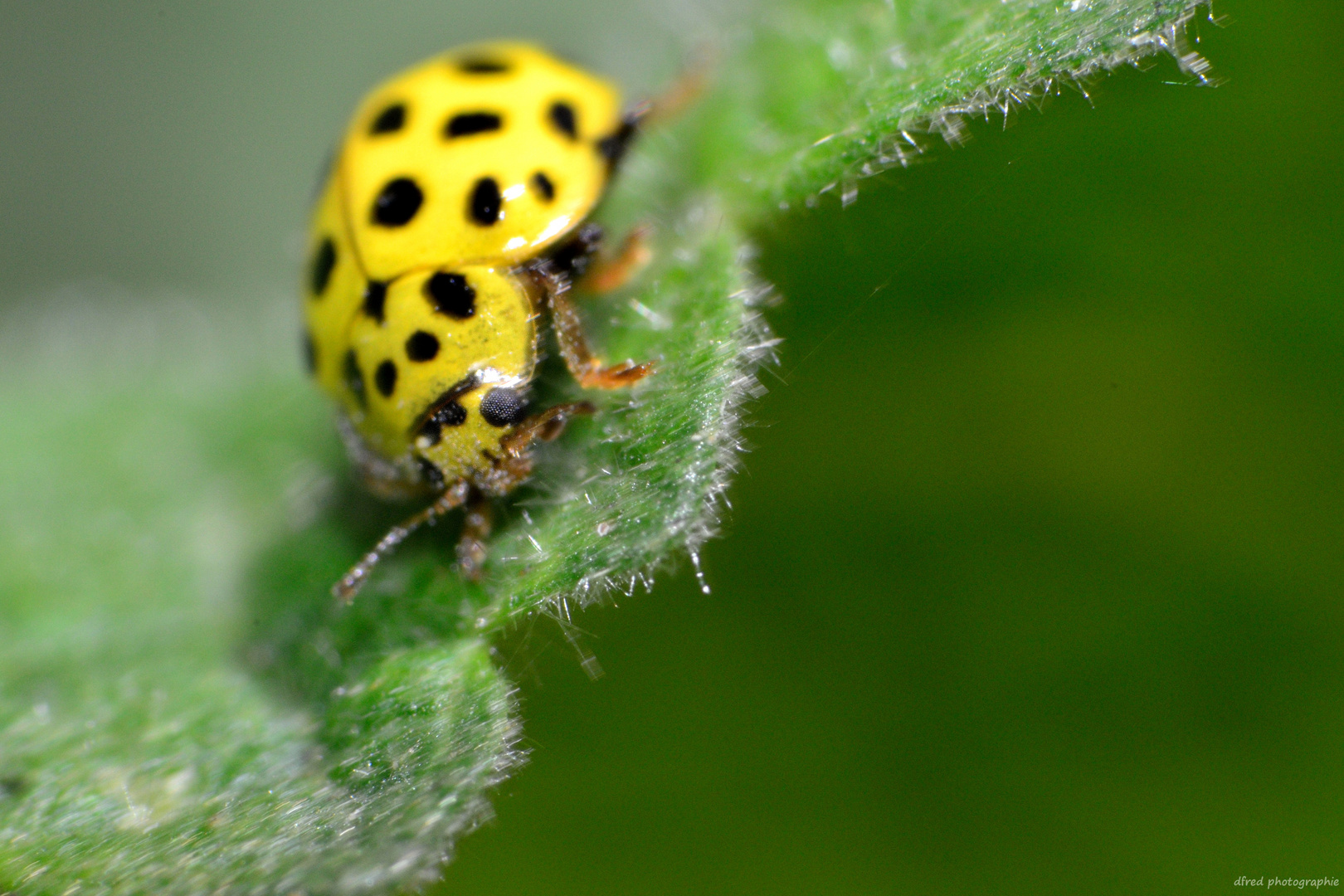 jaune à pois noirs