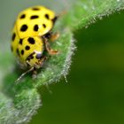 jaune à pois noirs