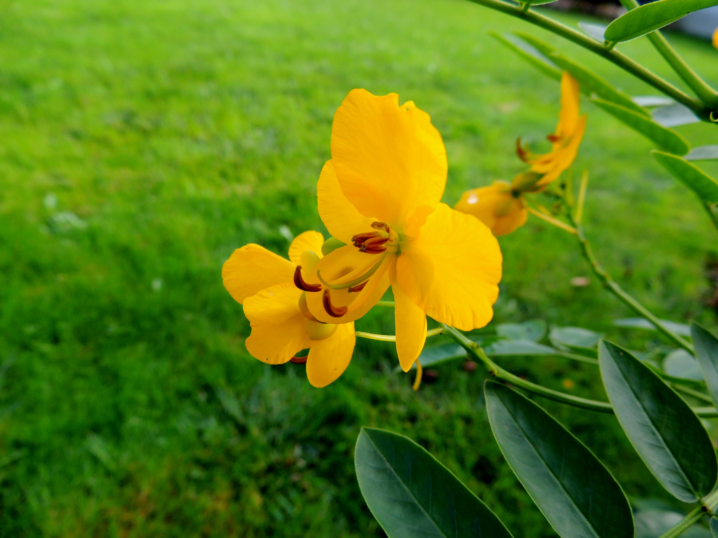 Jaune au soleil