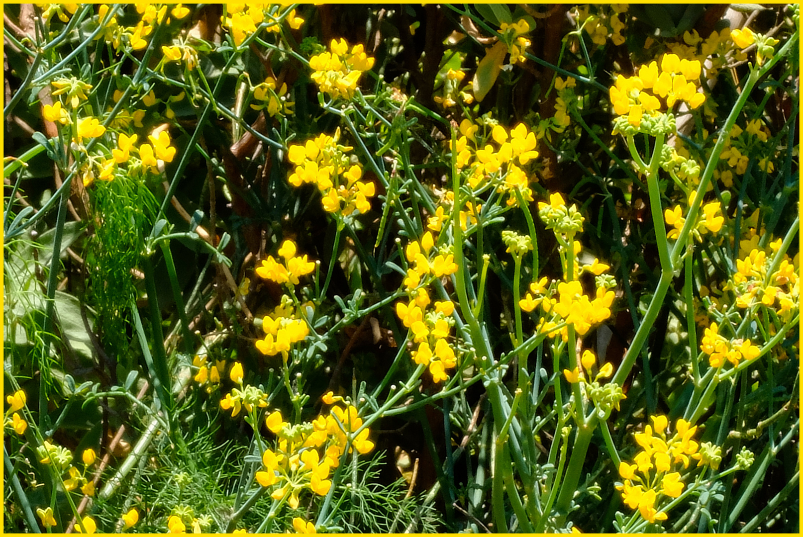 Jaune calanques