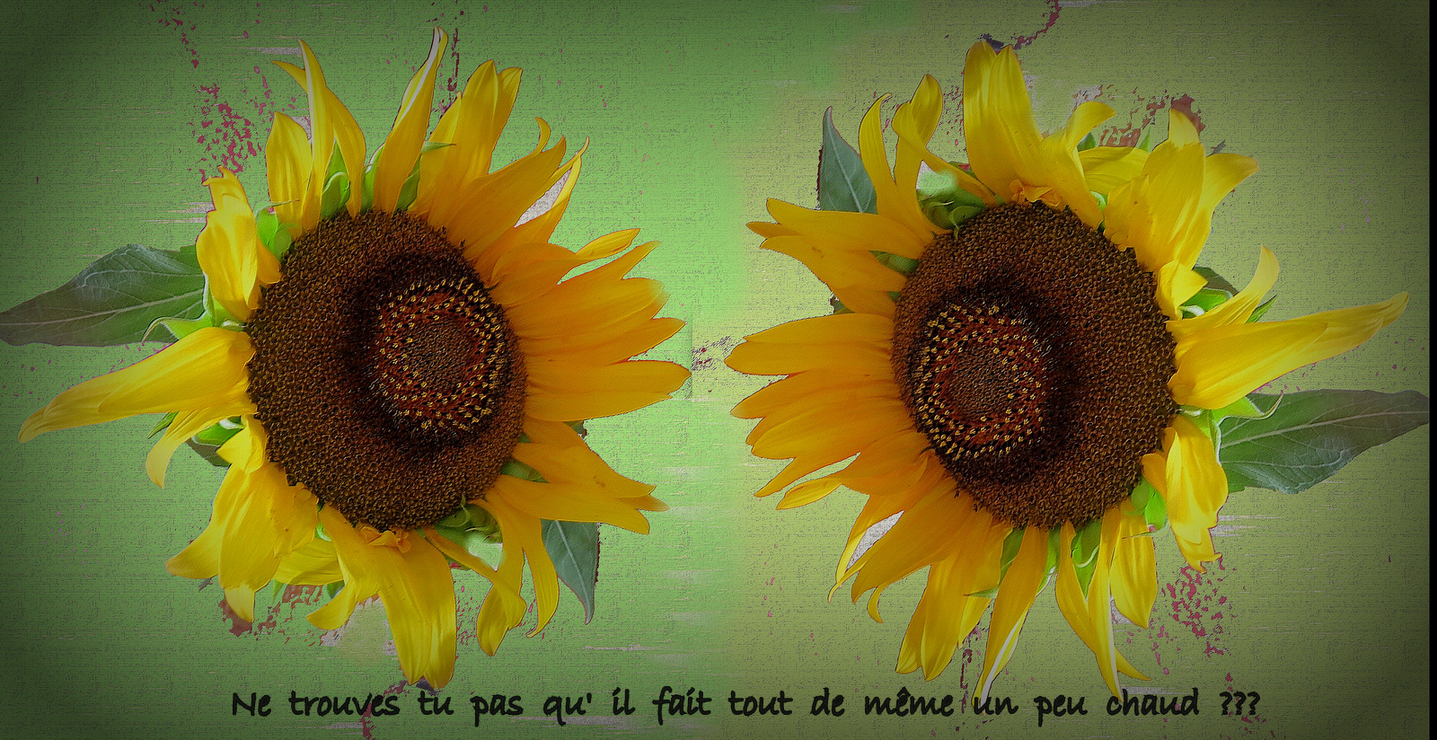 JAUNE COMME TOURNESOL