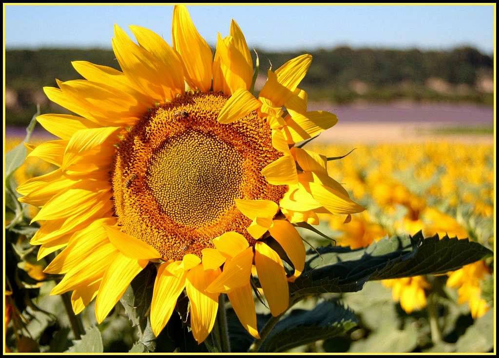 Jaune comme un tournesol