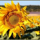 Jaune comme un tournesol