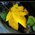 Jaune comme une feuille