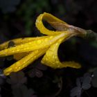 jaune crocus