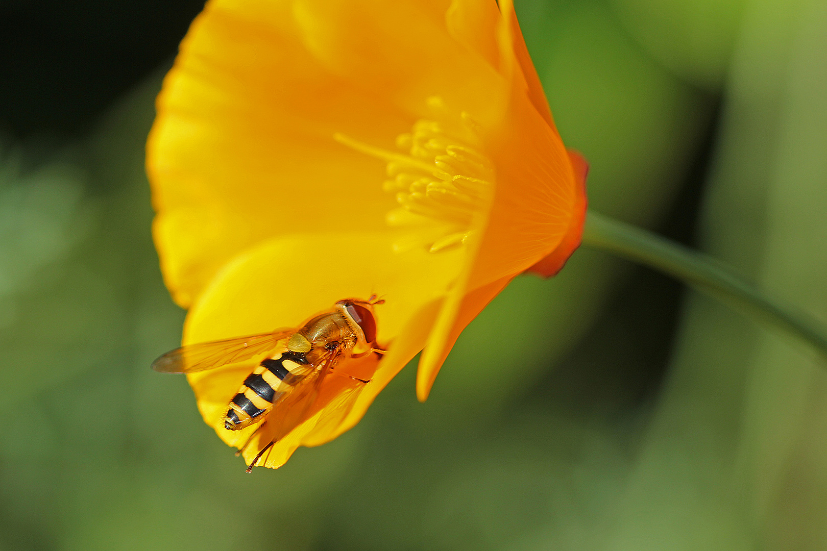 Jaune.