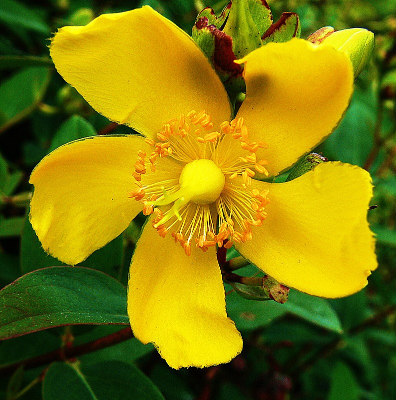 Jaune d'été.