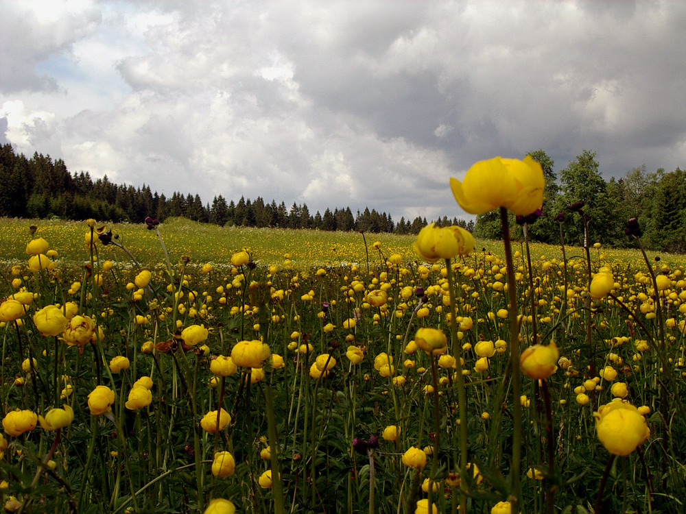 jaune d'or