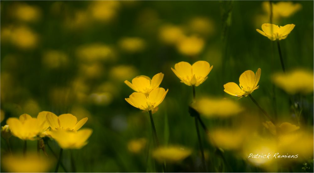 jaune d'or