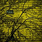 jaune et arbre