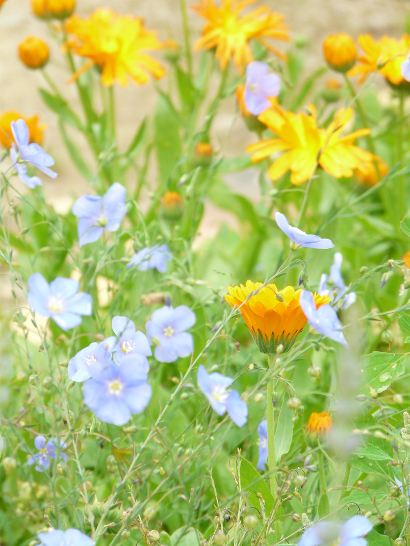 Jaune et Bleu