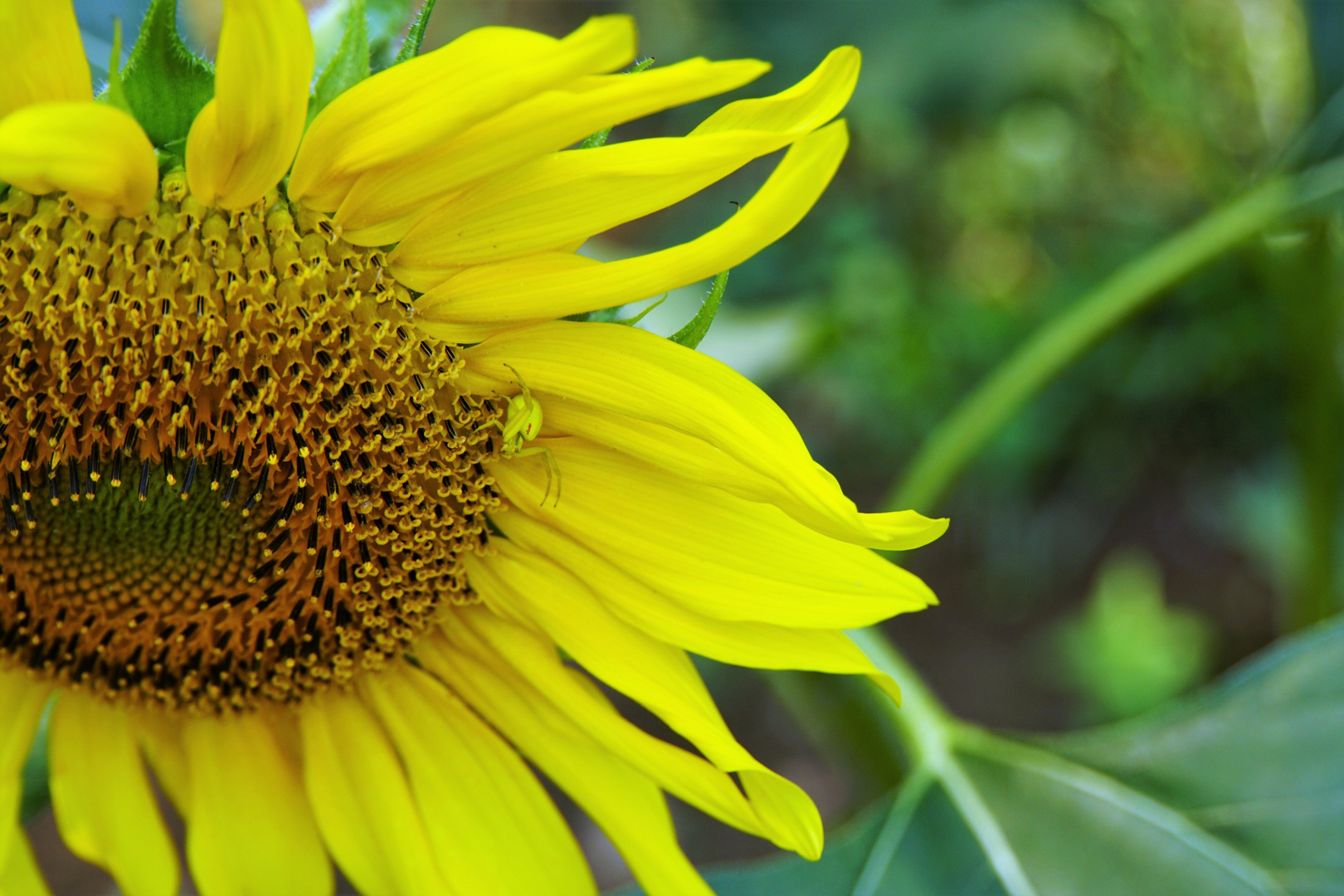 Jaune et jaune photo et image jaune animations Jaune et jaune photo et image jaune animations
