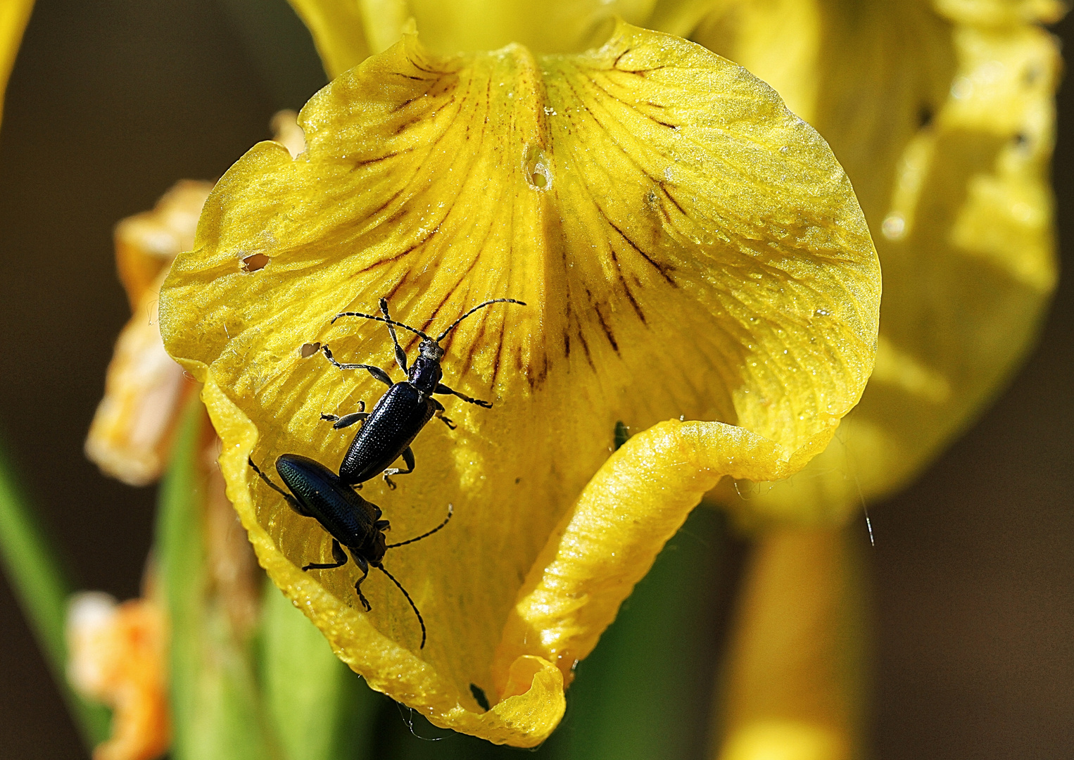 jaune et noir !