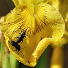 jaune et noir !