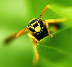 jaune et noire !!!!!