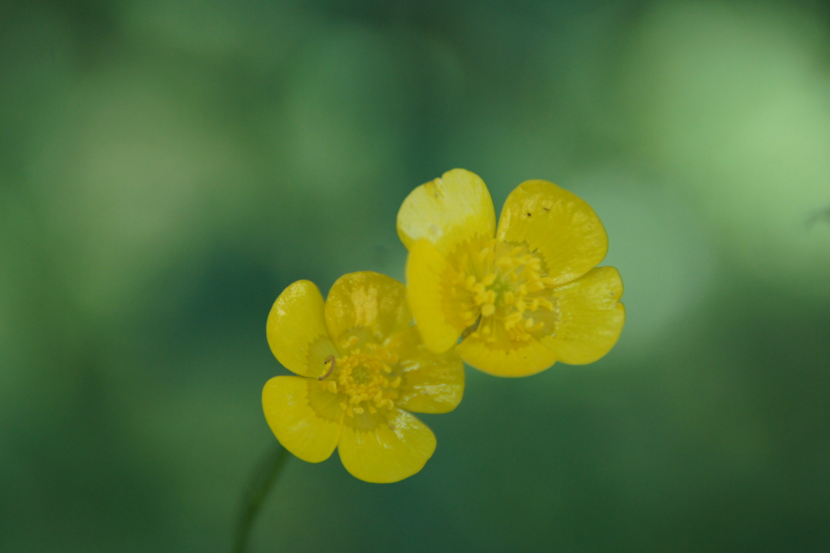 Jaune et vert