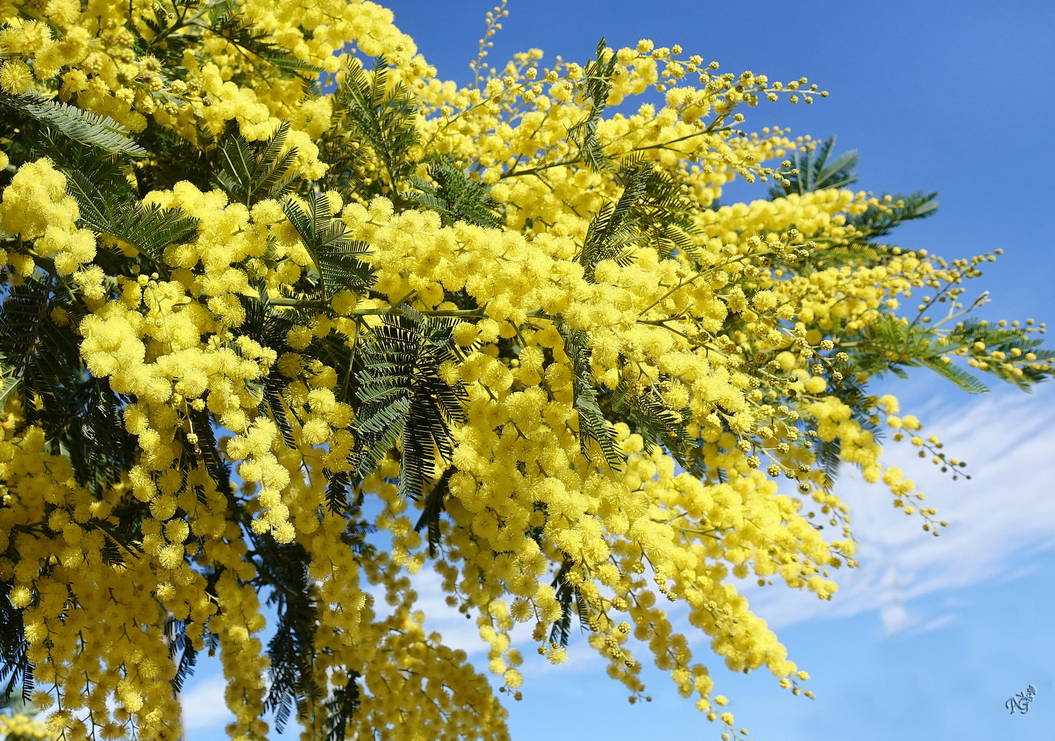 Jaune .....