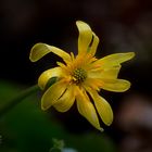 Jaune floral 