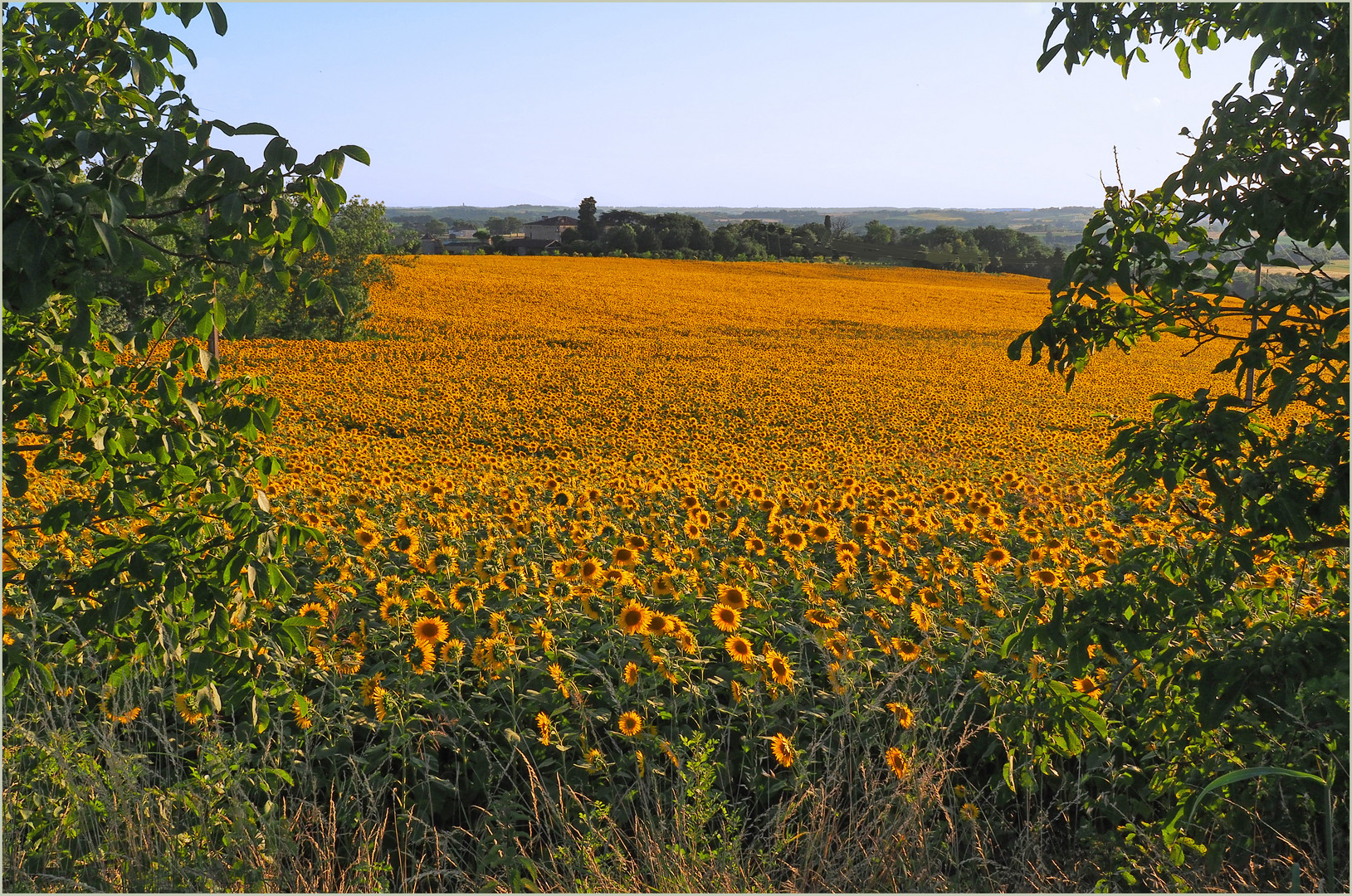 Jaune Gers en été