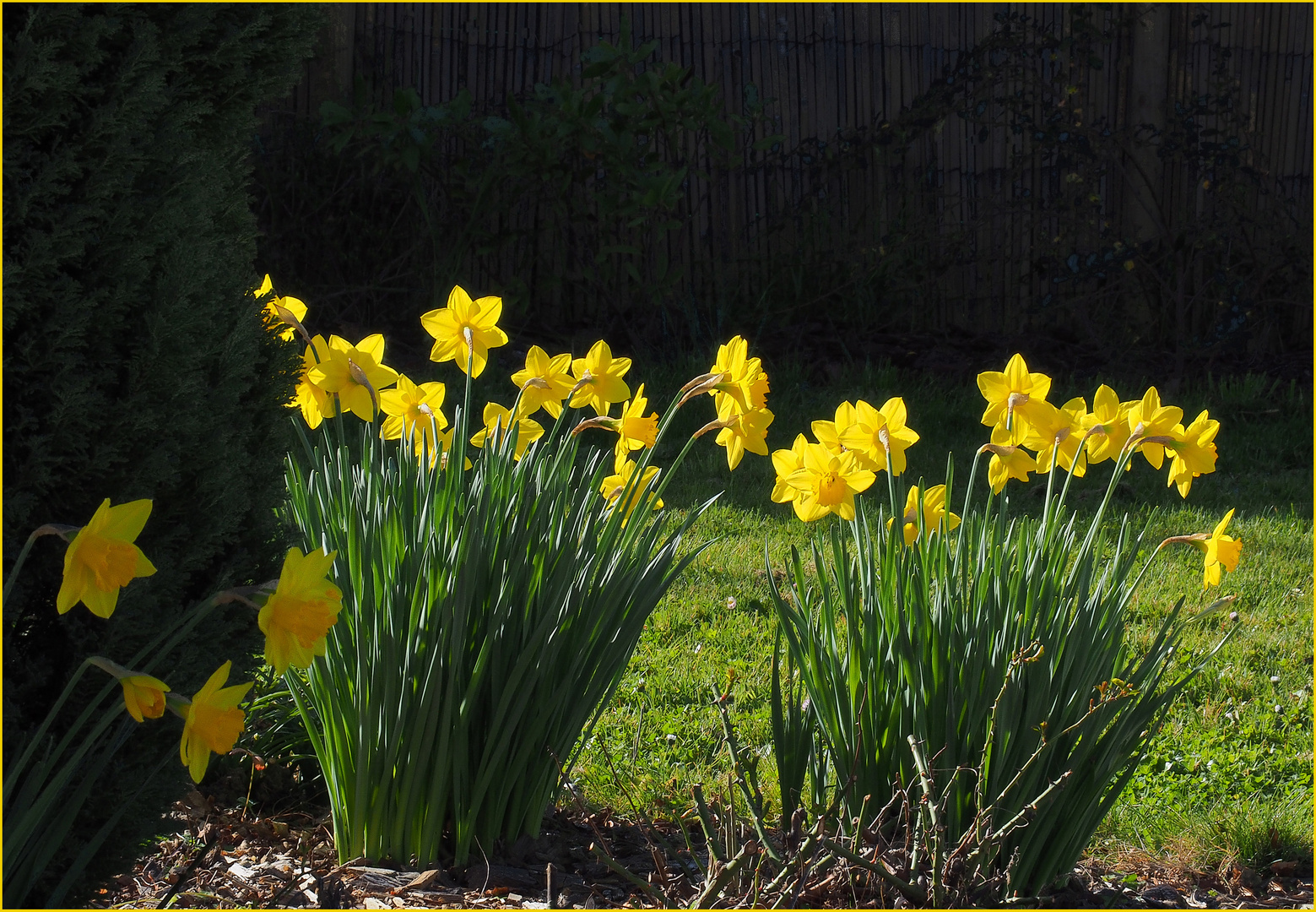 Jaune jonquilles