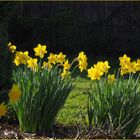 Jaune jonquilles