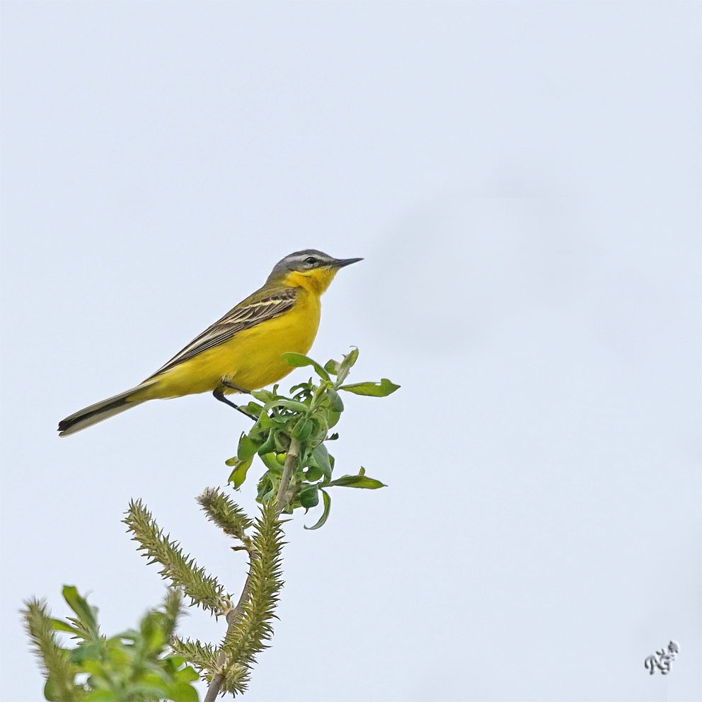 Jaune ... la Bergeronnette