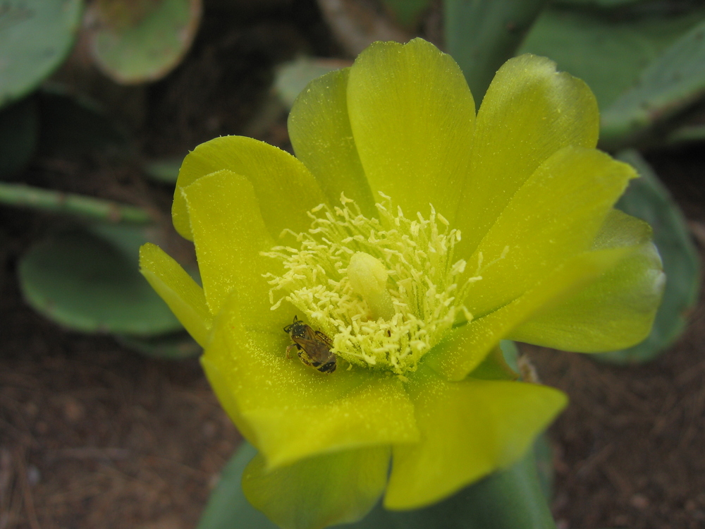 Jaune la fleur