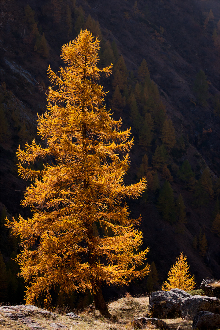 Jaune mélèze