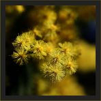 Jaune mimosa