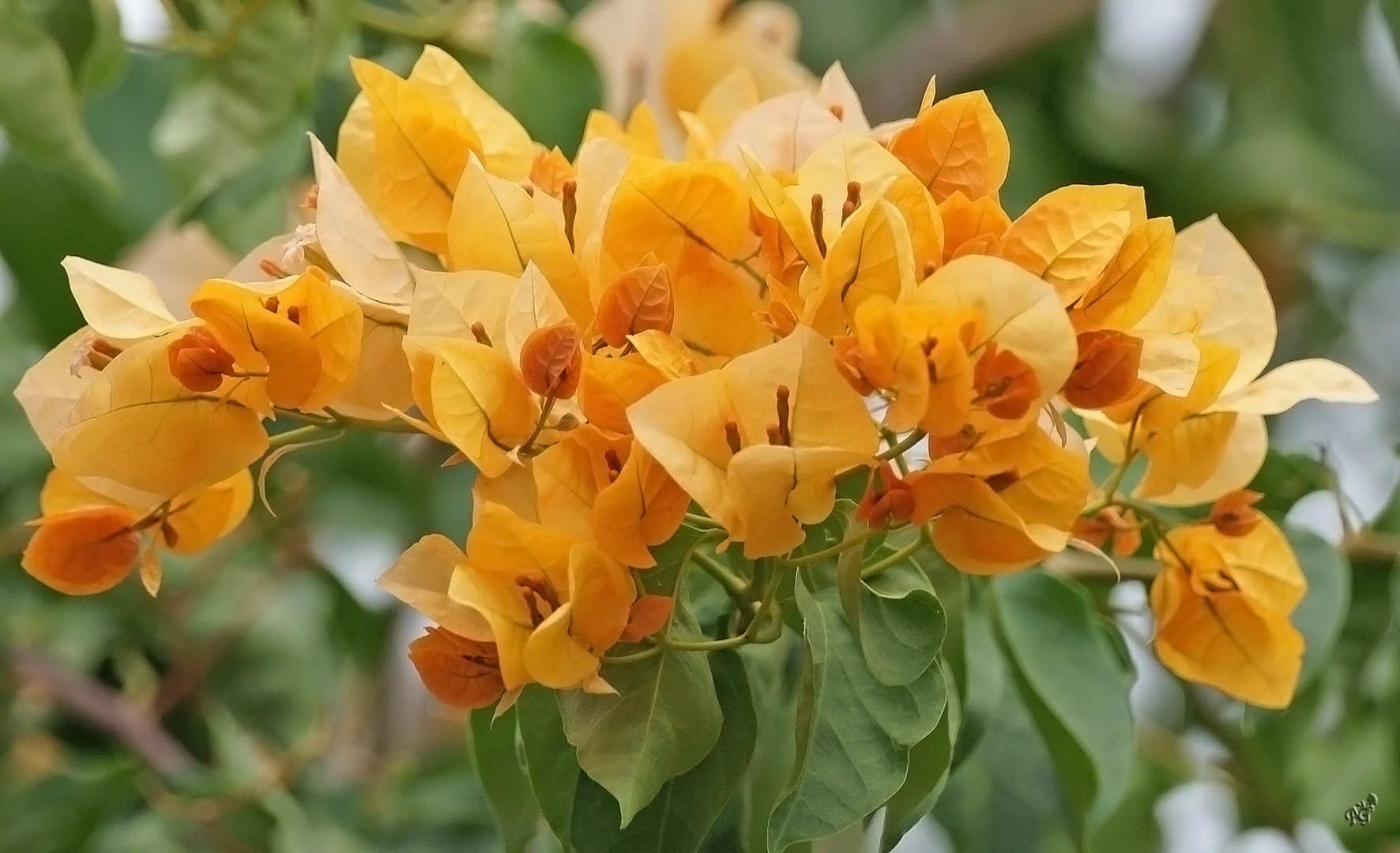 Jaune orangé... le Bougainvillier