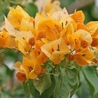 Jaune orangé... le Bougainvillier