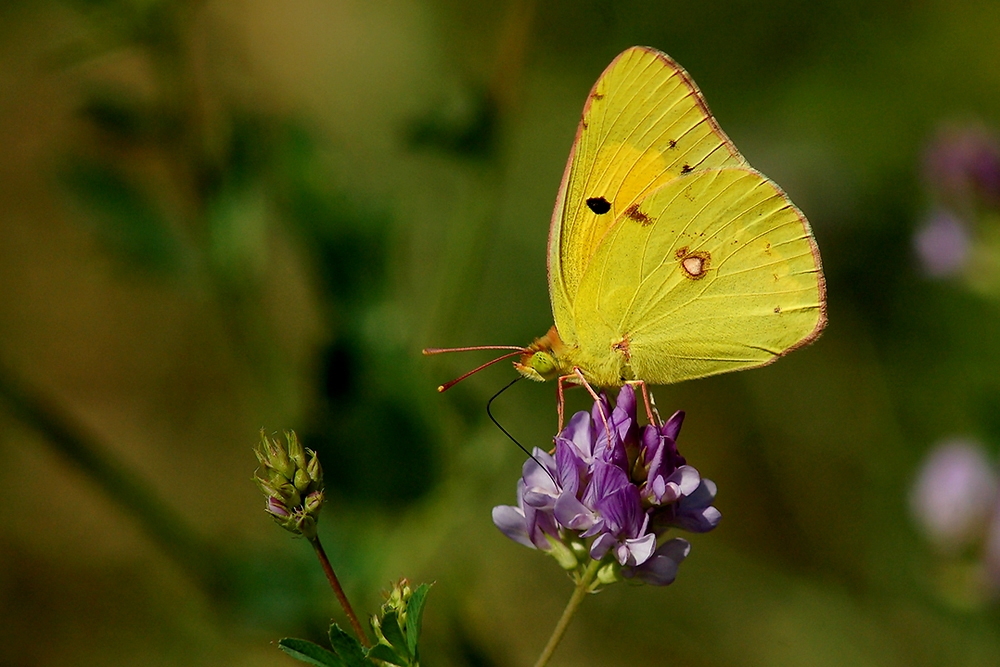 JAUNE PAPILLONS