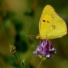 JAUNE PAPILLONS