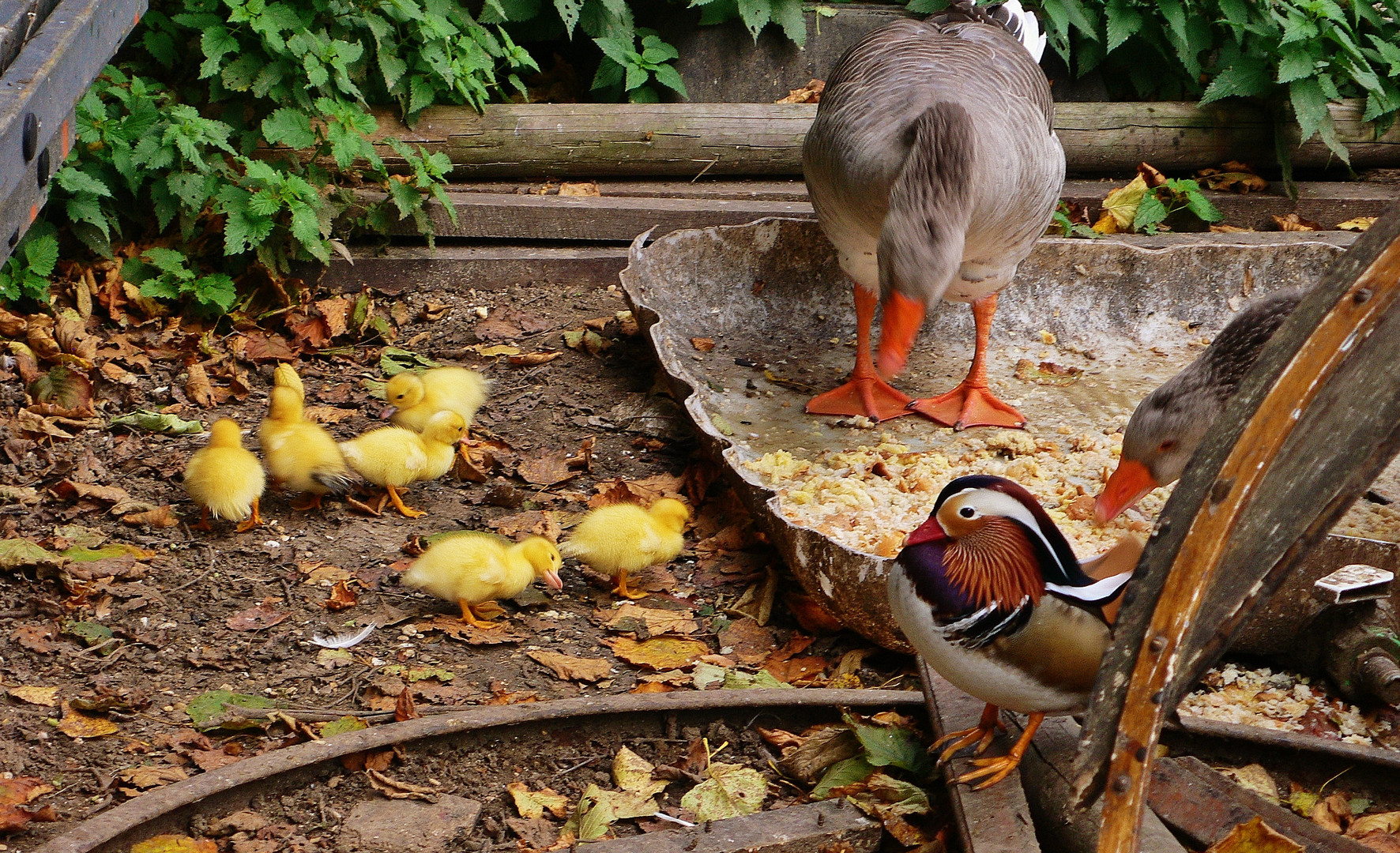 jaune poussin....