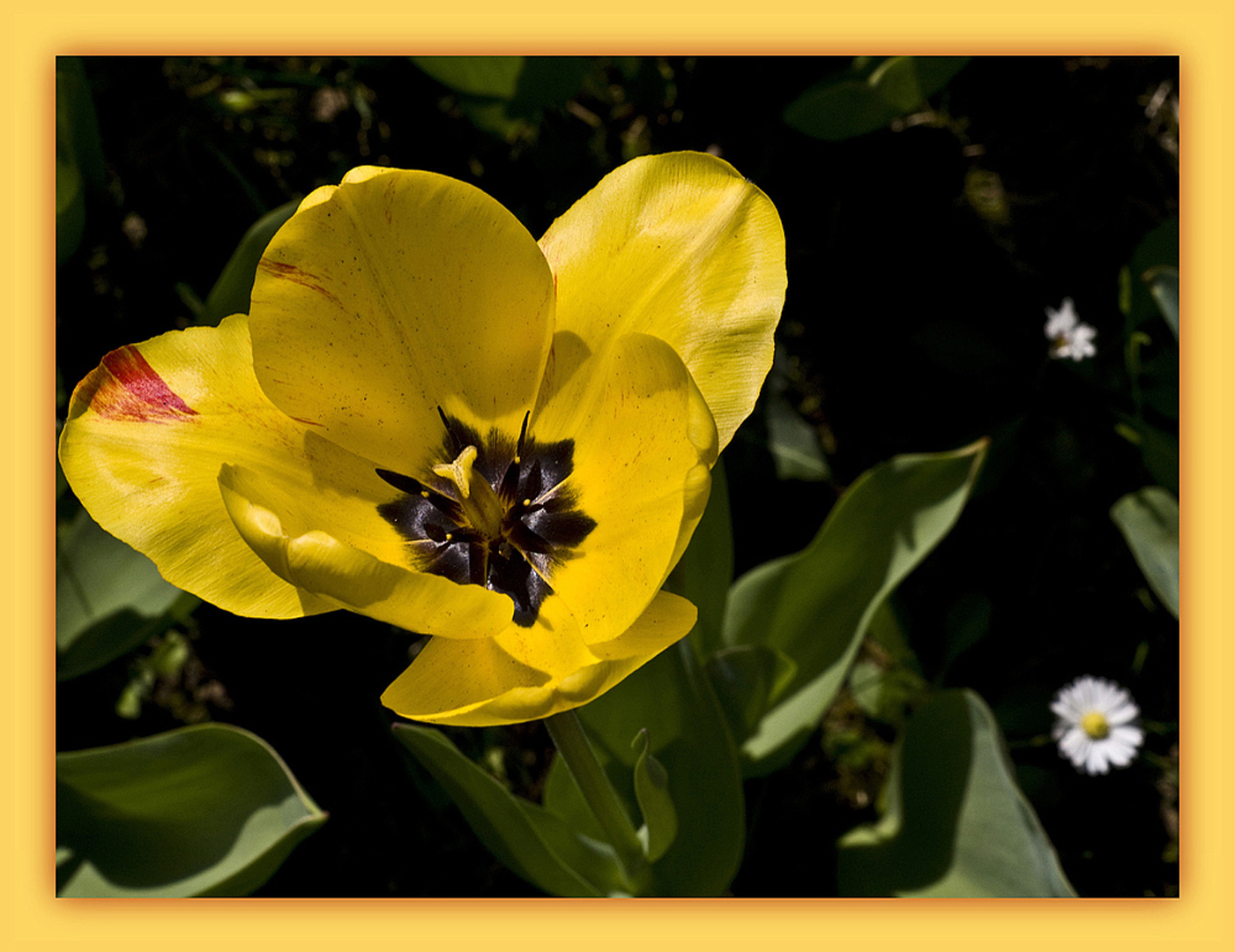 Jaune printemps 