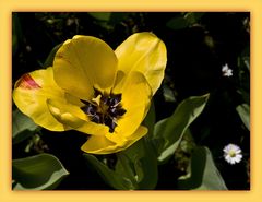 Jaune printemps 