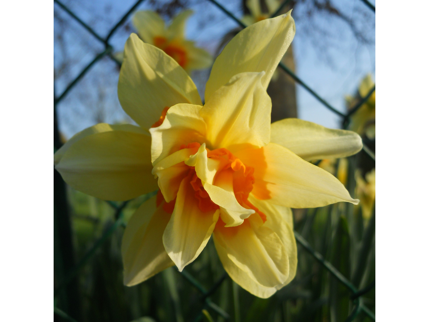 Jaune rime avec soleil