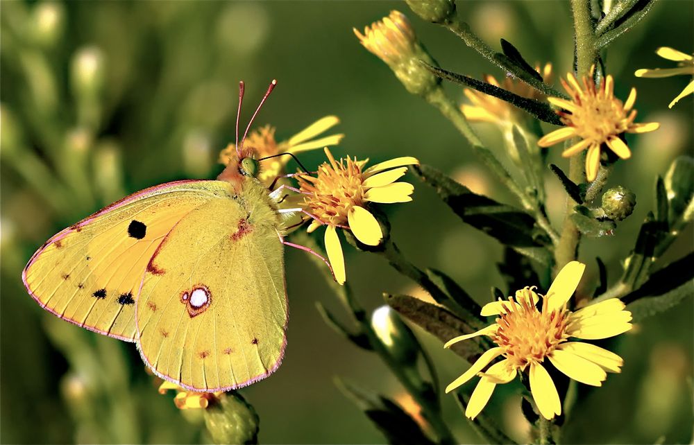 Jaune soleil