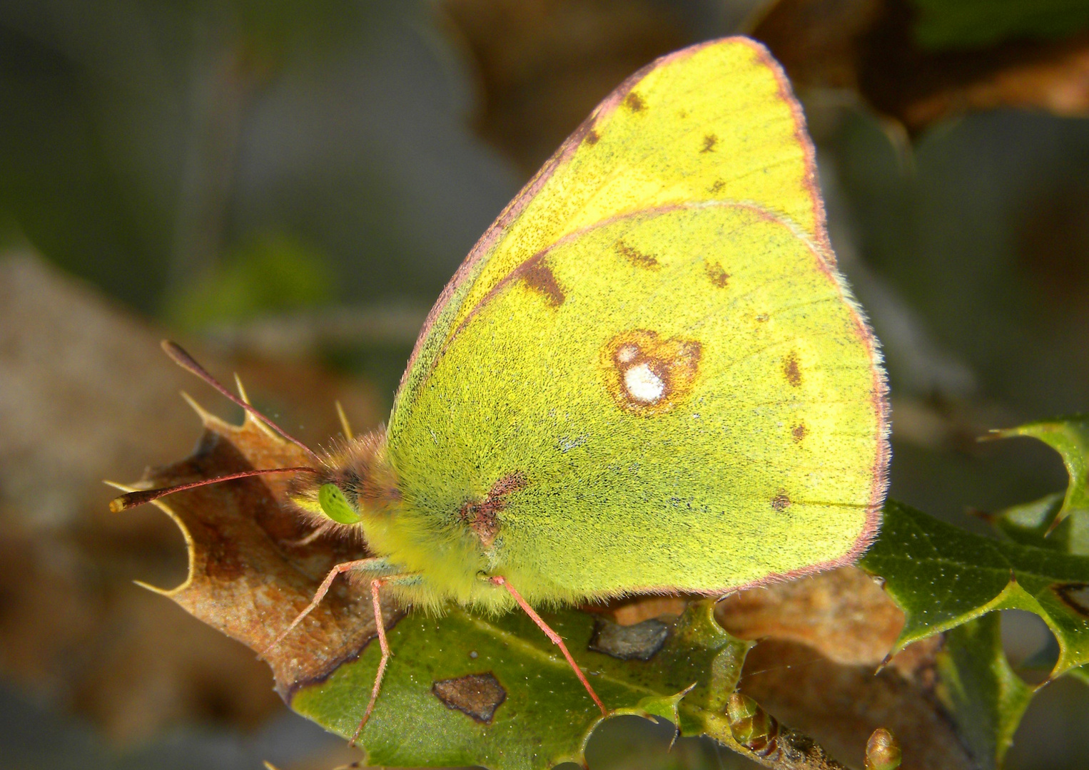 Jaune soufre