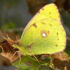 Jaune soufre