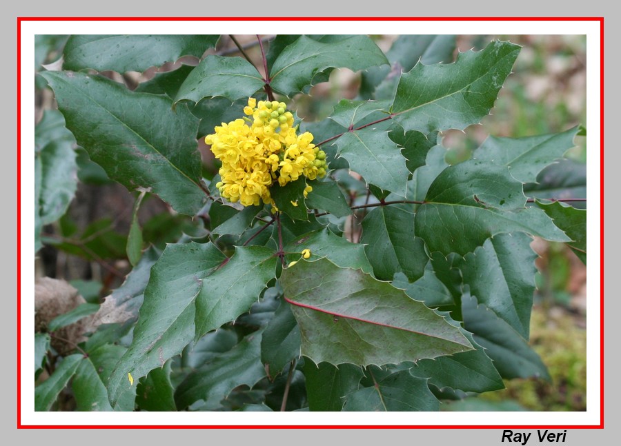 jaune-vert